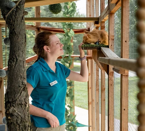 Staff visiting a cat in the catio