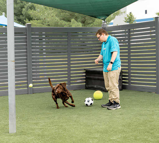 Staff throwing a toy for a dog