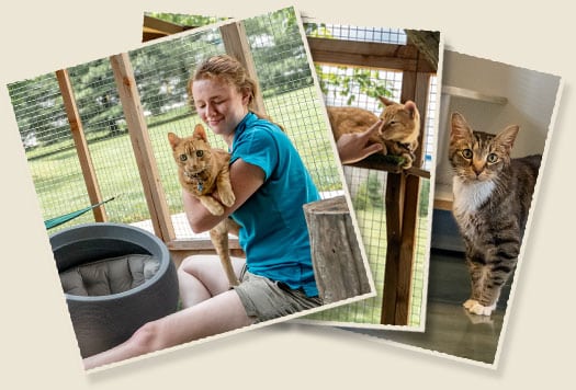 Cat deals boarding enclosures