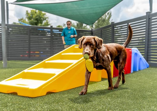 Staff throwing a toy for a dog