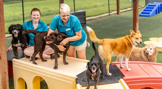 Staff playing with a group of dogs