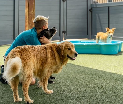 Staff hugging a dog