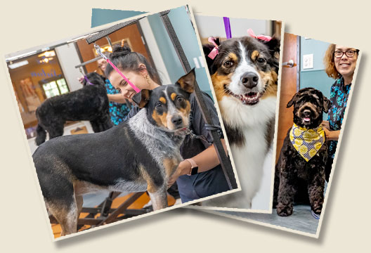 Dogs being groomed