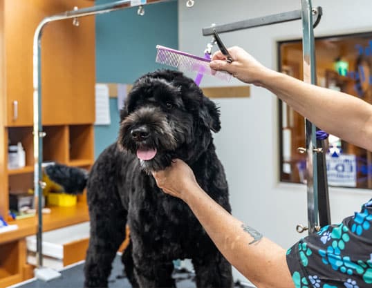 Grooming a dog