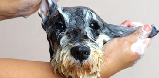 Dog getting a bath