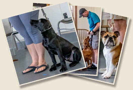 dog-training-image-1a Dogs being trained