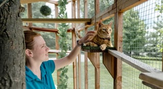 Staff playing with a cat in the catio