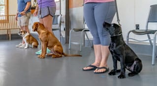 Group of dogs in training