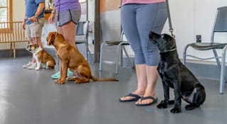 home-dog-training-2 Group of dogs in training
