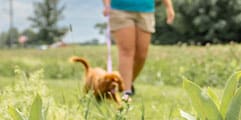 Taking a dog on a nature walk