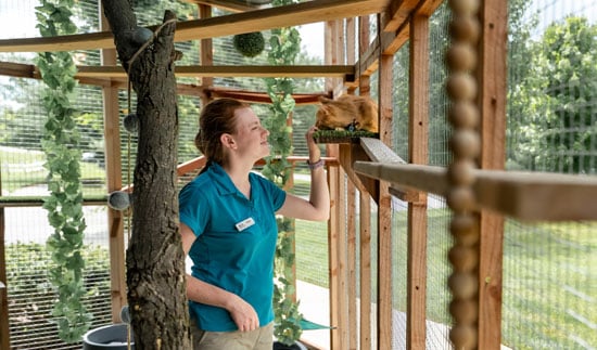 Staff visiting a cat in the catio