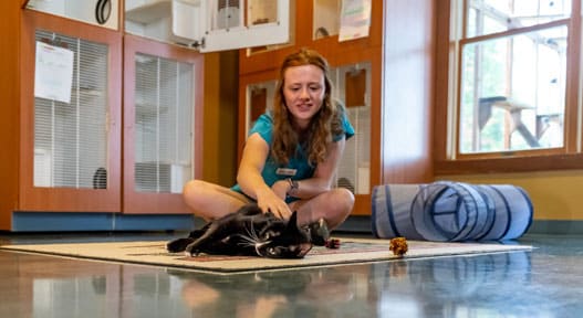 Staff petting a cat