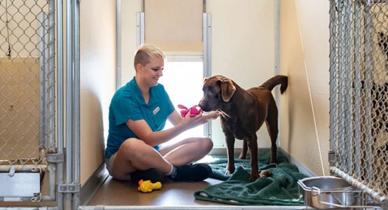 Staff playing with a dog in a standard boarding suite