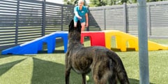 Staff playing with a dog on the playground