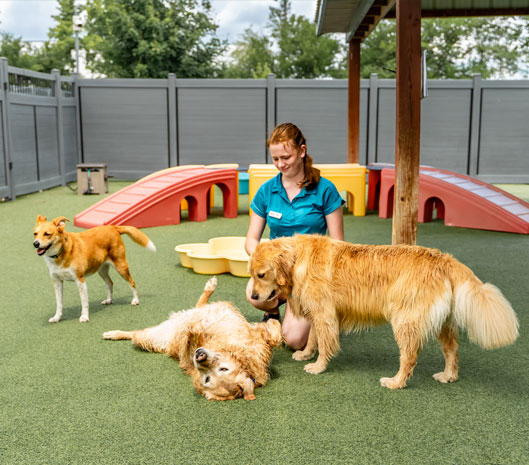 Staff playing with dogs in daycare