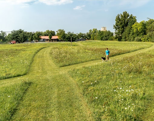 Staff walking a dog in the pasture