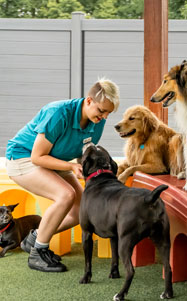 home-dog-daycare-2b Staff with dogs in daycare