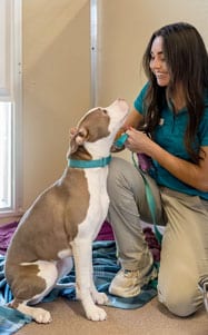staff with a dog in a standard suite